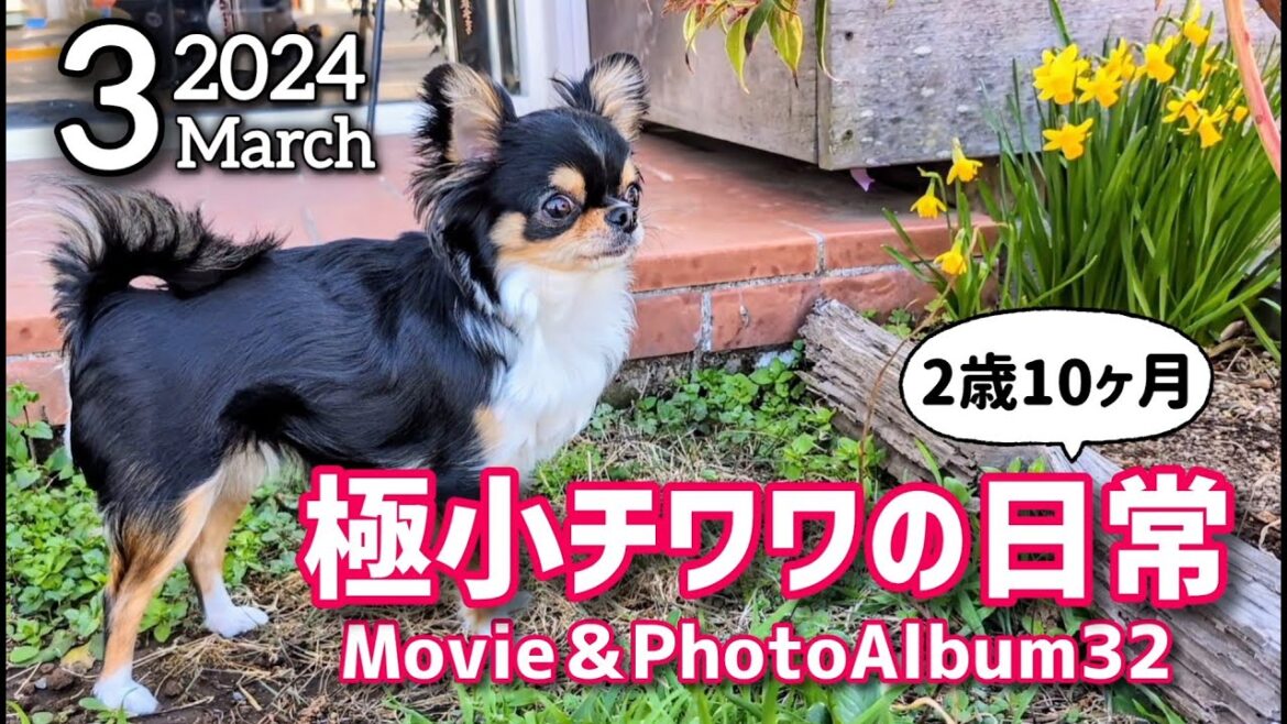 【アルバム】3月まとめ☆チワワ2歳10ヵ月☆Movie＆PhotoAlbum32
