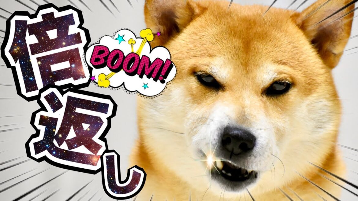 柴犬こむぎが半沢直樹とは違う形で飼い主に食らわせた夏の日【幻想的な畑道】 柴犬こむぎが半沢直樹とは違う形で飼い主に食らわせた夏の日【幻想的な畑道】