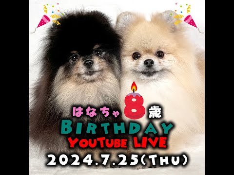 8歳のポメラニアンの誕生日✨シニアおめでとう!笑わせる幸せ一杯な企画でお祝いしますっ💪【生配信 / Live】 8歳のポメラニアンの誕生日✨シニアおめでとう!笑わせる幸せ一杯な企画でお祝いしますっ💪【生配信 / Live】