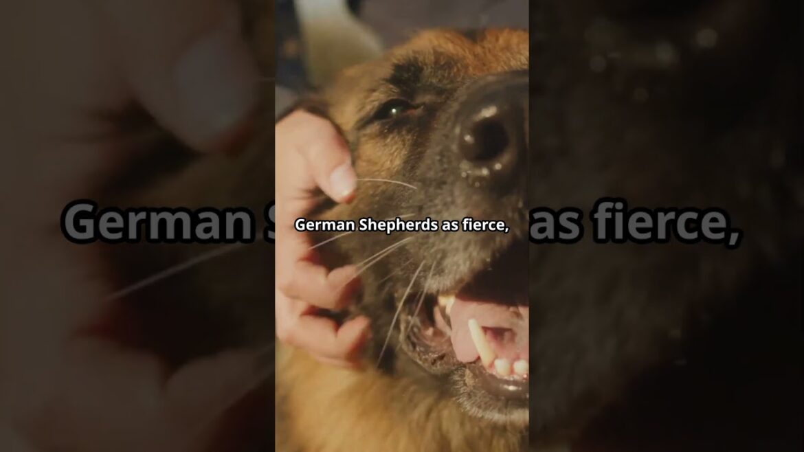 German Shepherds: More Than Just Guard Dogs!#shorts #shortsvideo