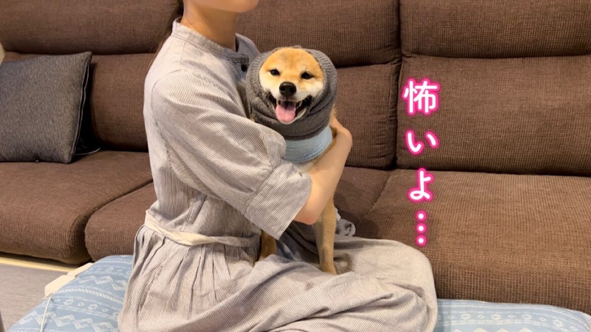 ゲリラ雷雨でパニックになり震えが止まらずママに引っ付いて離れなくなった柴犬