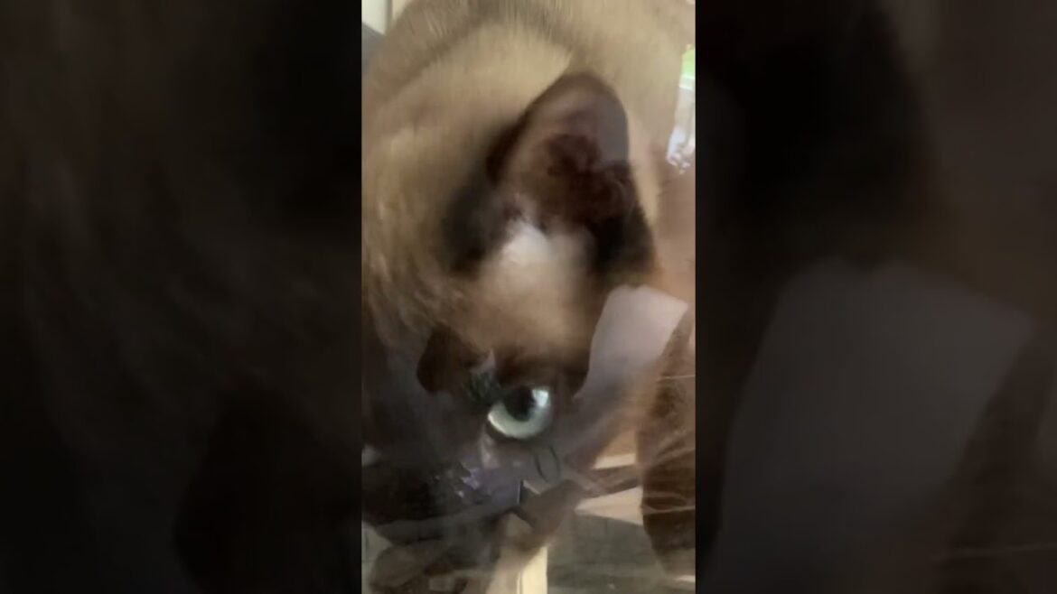 トンキニーズ 【宇宙船メシ】