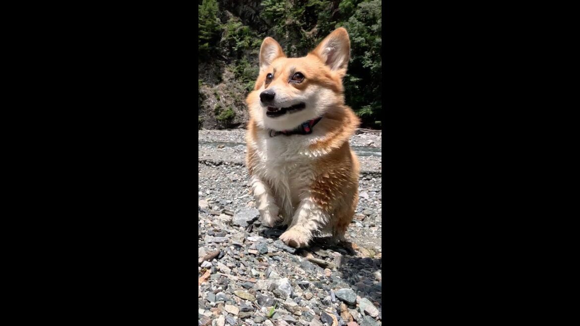 河原に上がったコーギー / Corgi on the riverbank #corgi #コーギー #サクラ