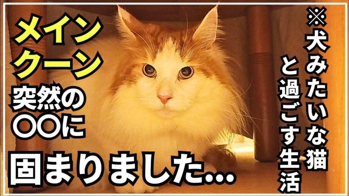 恐怖の天敵に焦りまくる大型猫メインクーンの日常 恐怖の天敵に焦りまくる大型猫メインクーンの日常