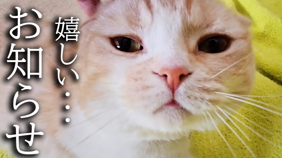 皆様に嬉しいお知らせがあります...
