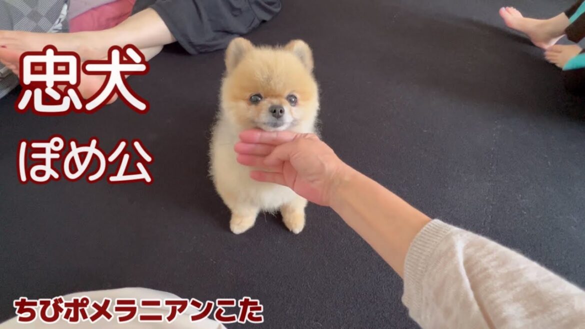 お姉ちゃん達に忠犬っぷりを発揮するポメラニアン