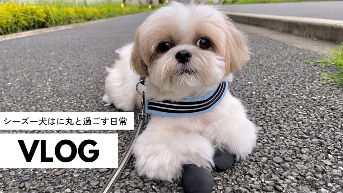#9-➁ 【VLOG】もふもふ可愛いシーズー犬と家族の日常（2023年9月16日〜9月20日) 5日間 / Shih Tzu takes a walk everyday in September.