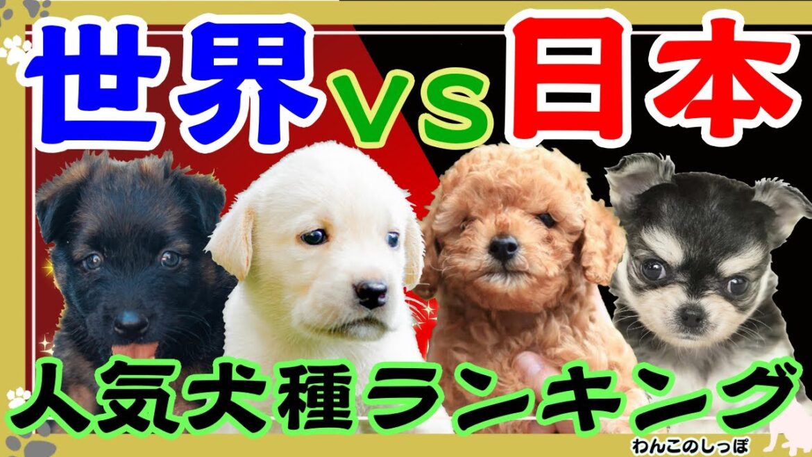 [ランキング]世界vs日本人気犬種ベスト１０