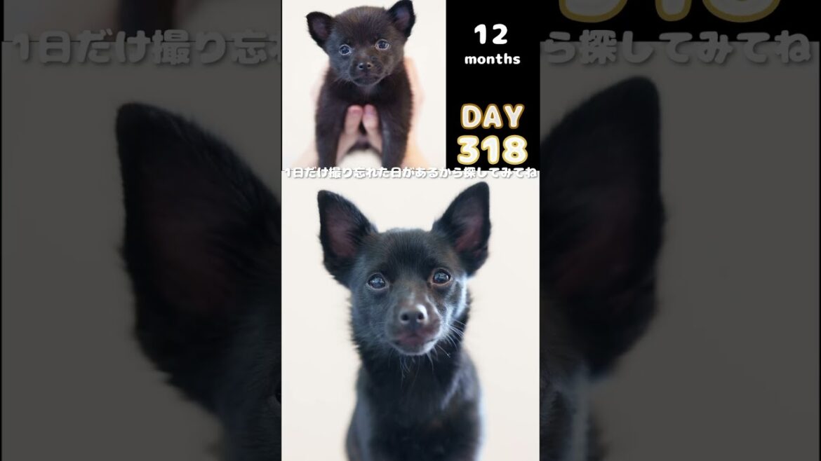 【すみれショート】お迎えしてからの毎日の顔の変化　#すみぞ #ミックス犬 #チワワ #スキッパーキ #puppy #mixedbreed #chihuahua #schipperke