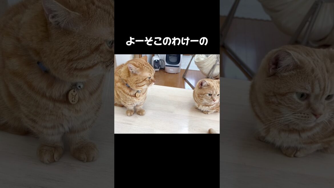 パパの愚痴を聞いてくれ #猫 #マンチカン #shorts