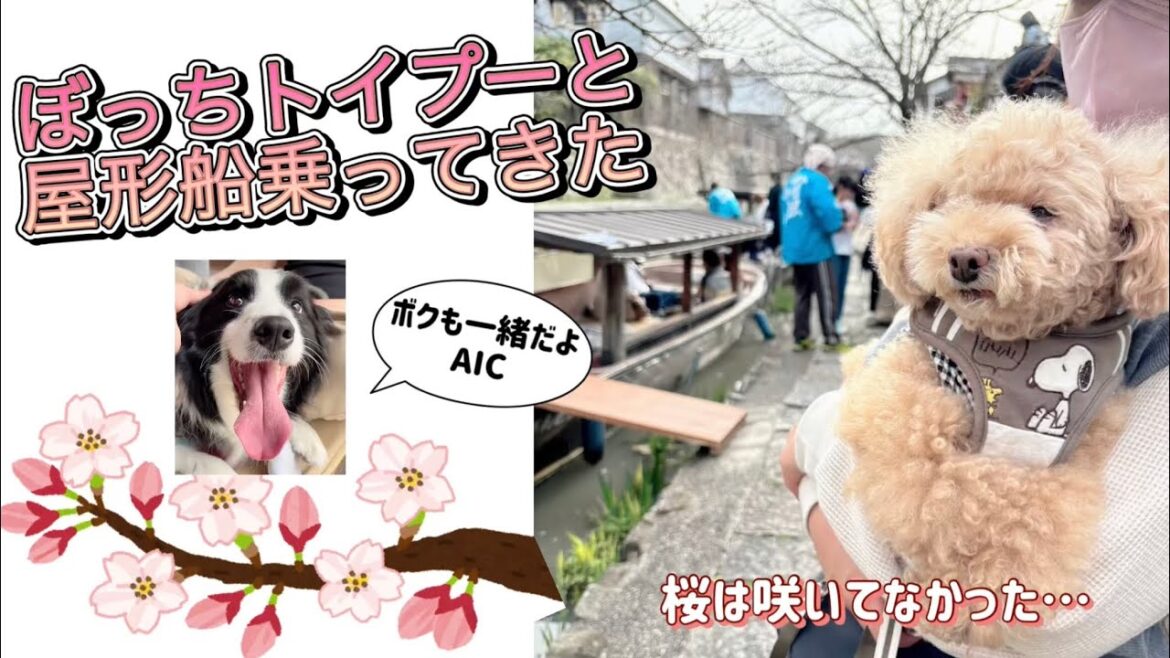 【ボッチになったトイプードルもうすぐ15歳】　犬ちゃんと一緒に乗れる屋形船！　貴重な体験🐶＃toypoodle＃老犬＃トイプードル