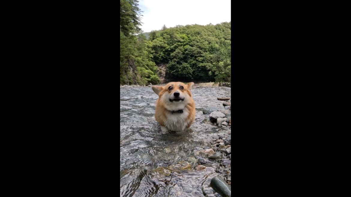 いつものように川を歩くコーギー / Corgi walking along the river as usual #corgi #コーギー #サクラ