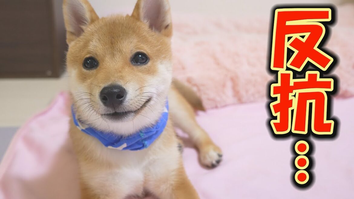 子犬が先住犬に戦いを挑んだら、こうなります・・・
