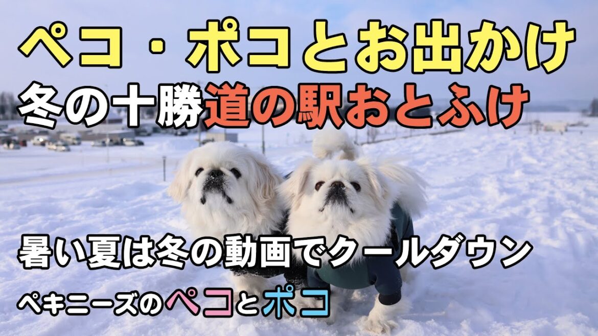 ペキニーズ(犬)ペコ 7歳・ポコ 6歳★冬の十勝 道の駅「おとふけ」へお出かけ ペキニーズ(犬)ペコ 7歳・ポコ 6歳★冬の十勝 道の駅「おとふけ」へお出かけ