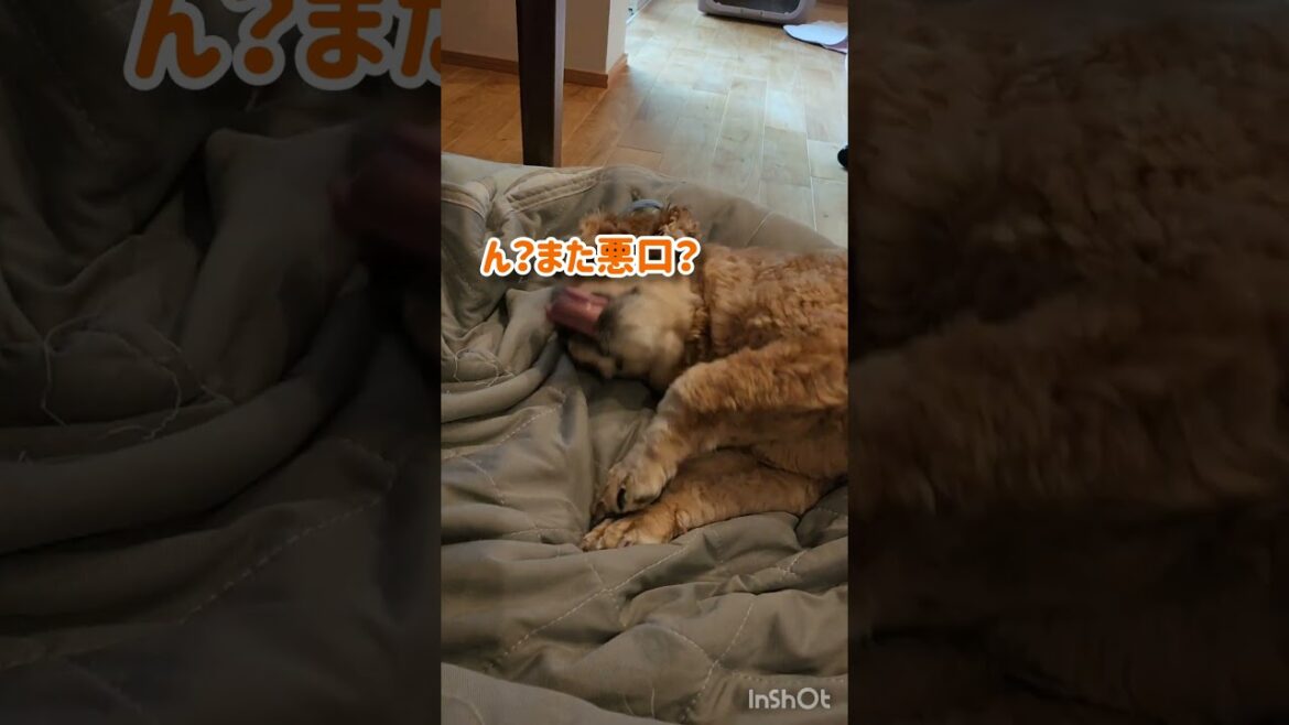 耳垢も愛しい(？)よ♡ #shorts #アメリカンコッカースパニエル #アメコカ