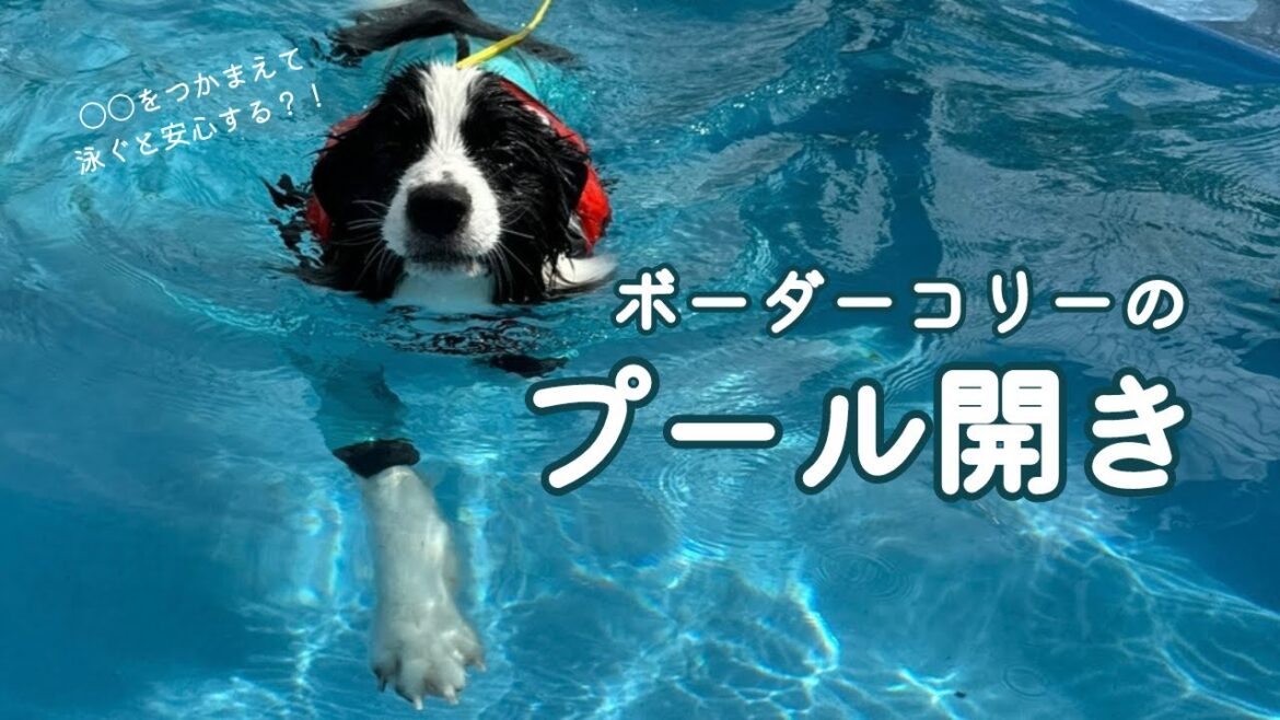 【プール開き】一生懸命泳ぐ愛犬がかわいすぎました...