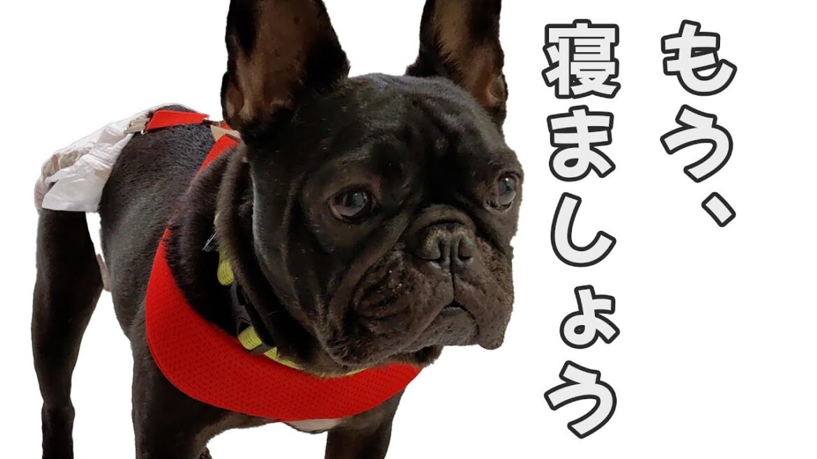 【寝る準備】おやすみ前のフレンチブルドッグ