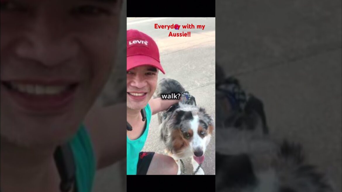 Life with Australian Shepherd is never boring. #dog #dogshorts #aussie