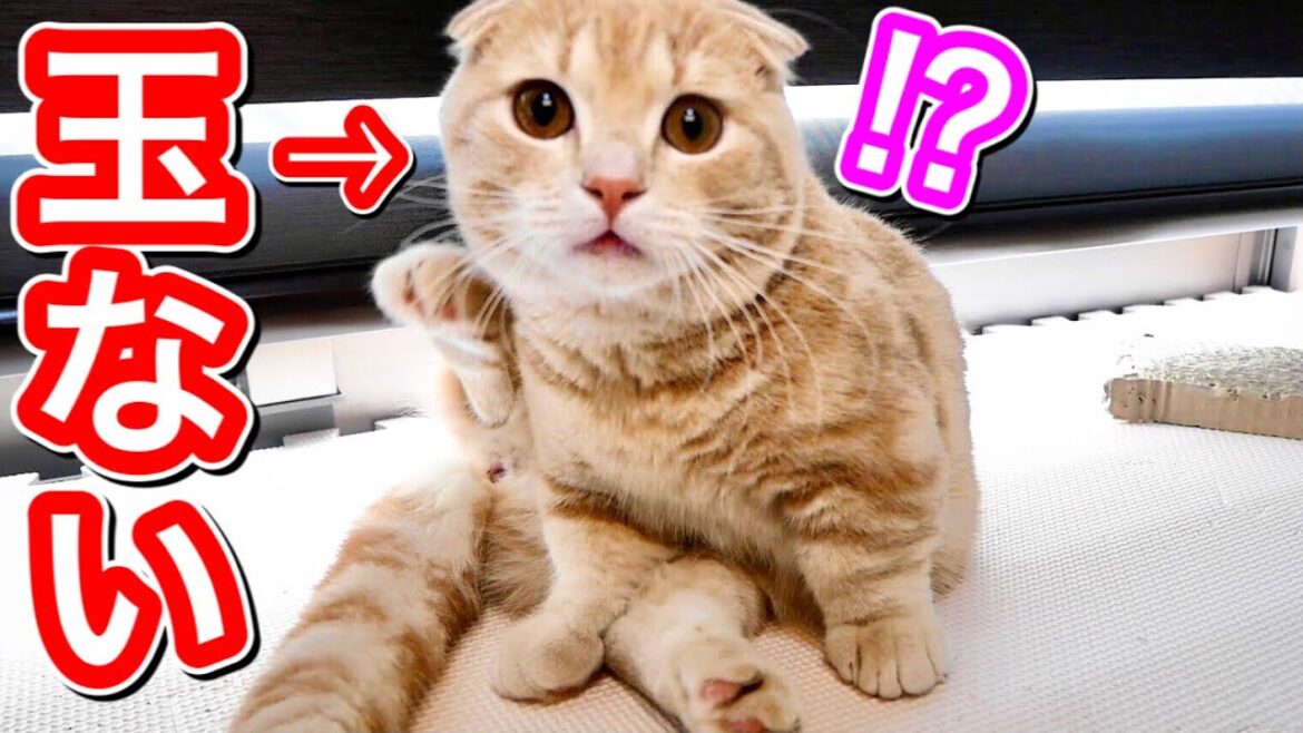 去勢でタマタマが無くなったと気付いた短足猫の反応がこちら！