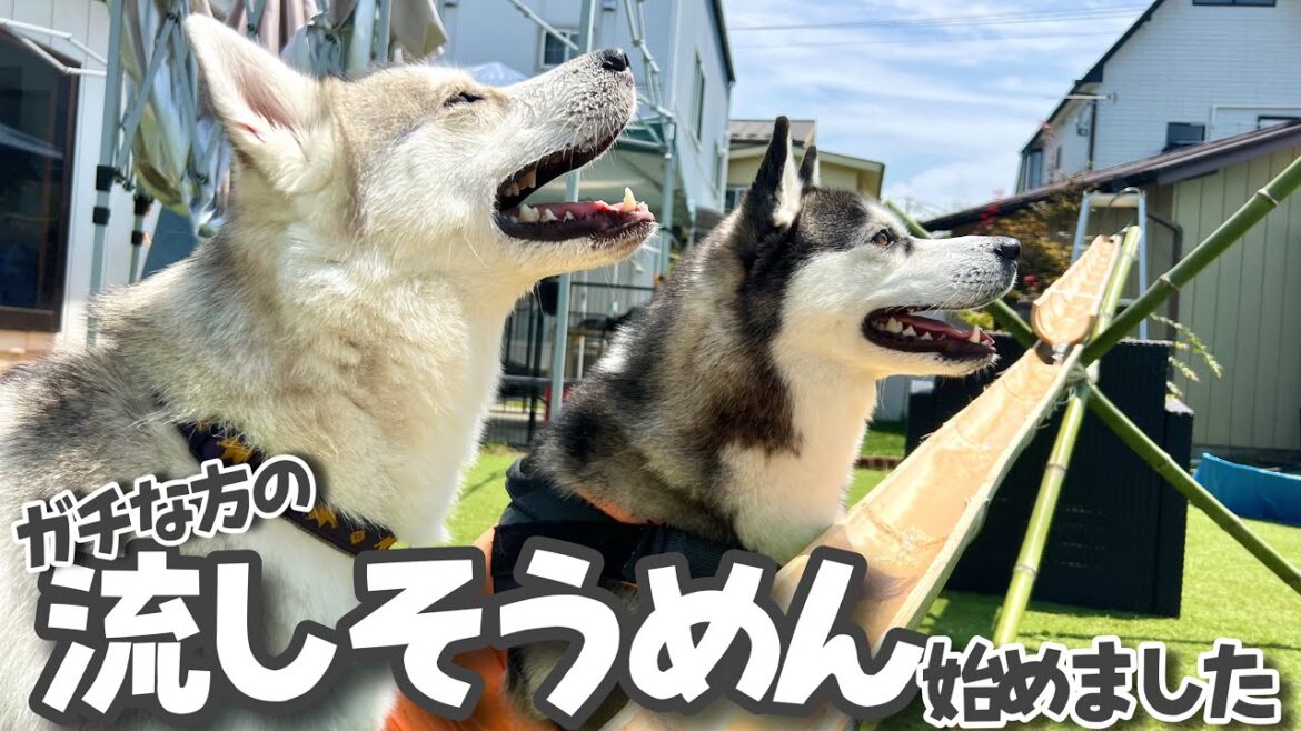 愛犬ハスキーとガチな流しそうめんしたら楽しすぎたwww