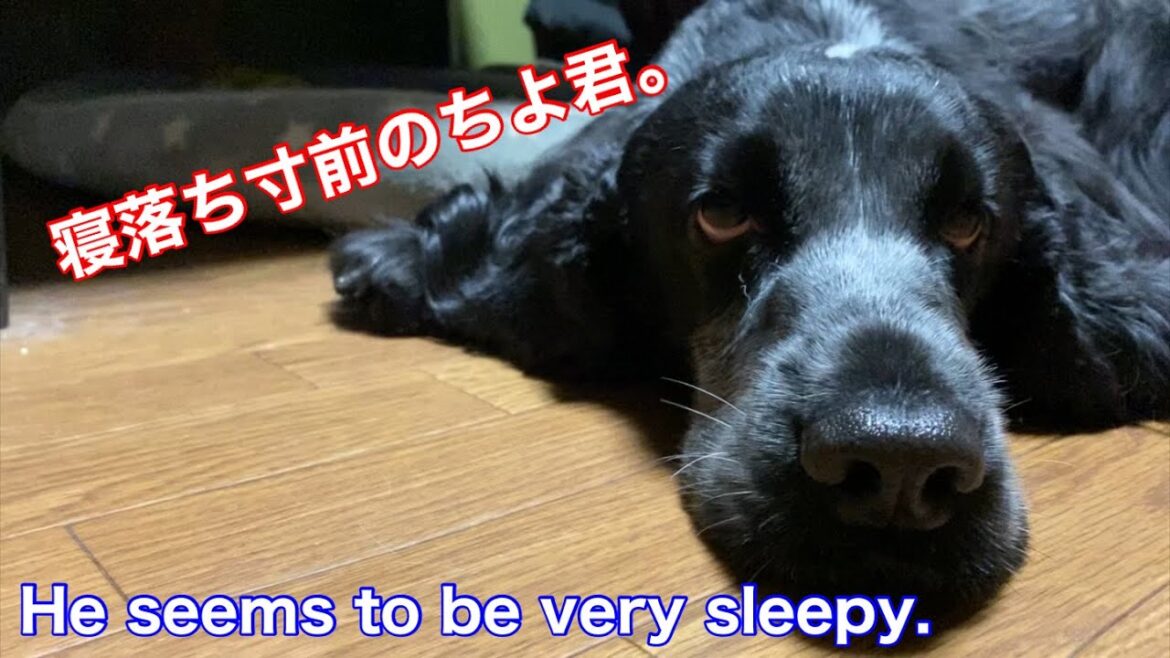 寝落ち寸前のイングリッシュコッカースパニエル【ちよ君】癒し