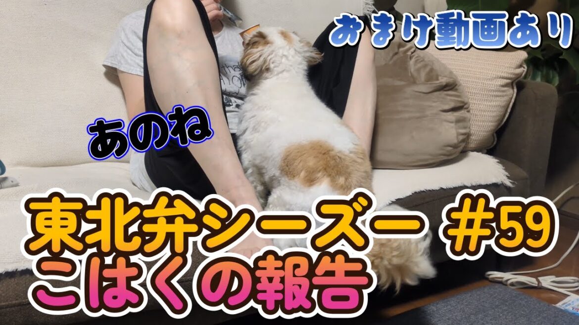 【東北弁シーズー】＃59　こはくが主嫁に報告しました。おまけ動画あり。