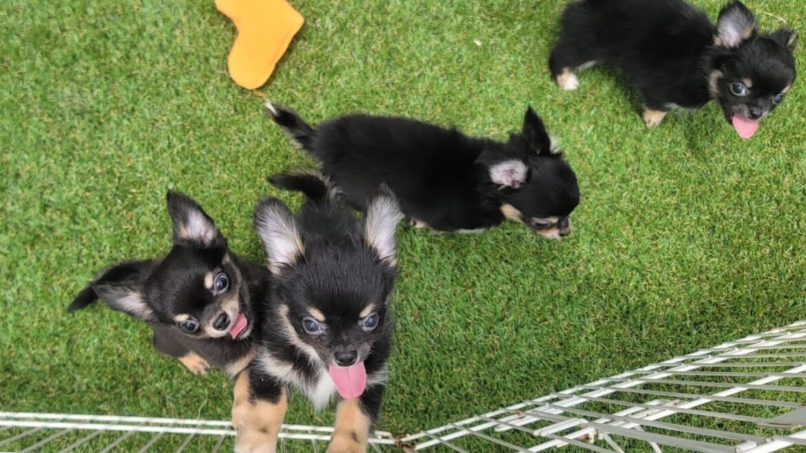 【ご家族様募集中です】ブラックタンチワワたち! 【ご家族様募集中です】ブラックタンチワワたち!