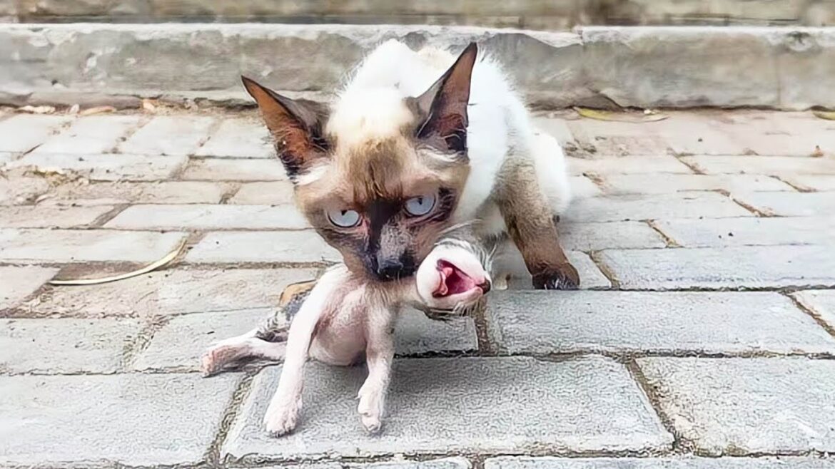 子猫をくわえて助けを求めるシャム猫。無力で懇願するような目を見て、優しい男性はすぐに心温まる行動をとった【感動】