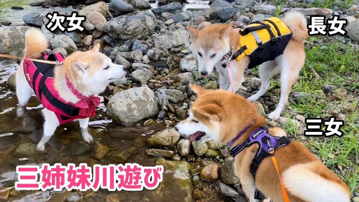 柴犬三姉妹の川遊びで柴犬トマト「お水なんか怖くないですが何か？」