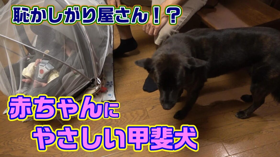 リサがいちの家にやって来た‐　甲斐犬いち