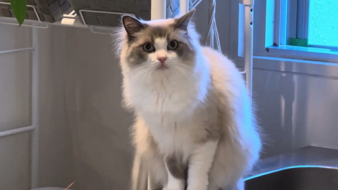 すごくこっち見ちゃう猫【ラグドールメインクーン】ある日の猫c324