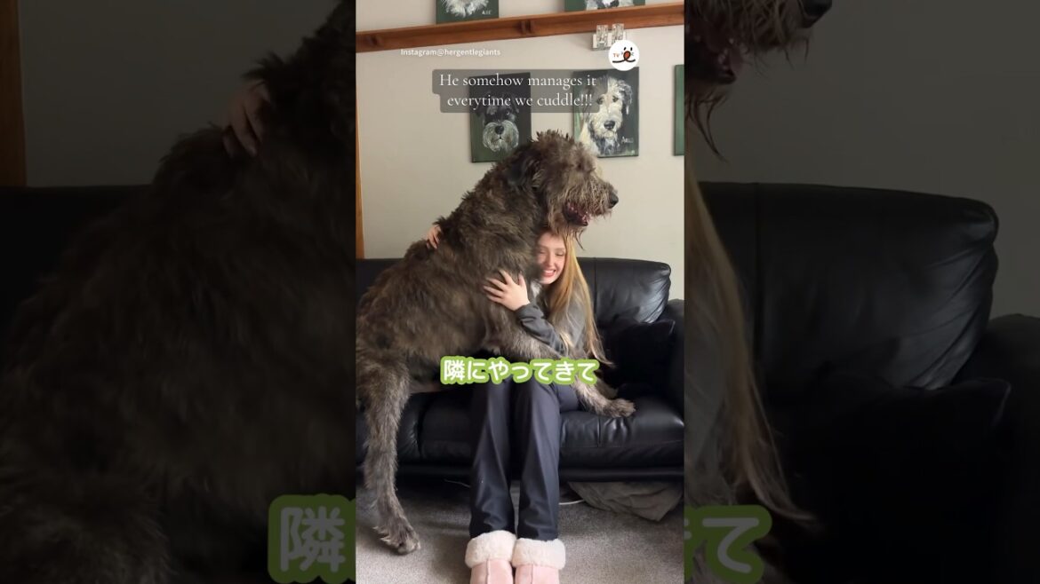 超大型犬とソファで寛ぐと…｜PECO #アイリッシュウルフハウンド #大型犬 #愛犬家 #大型犬と暮らす #irishwolfhound #dog #doglover #doglife