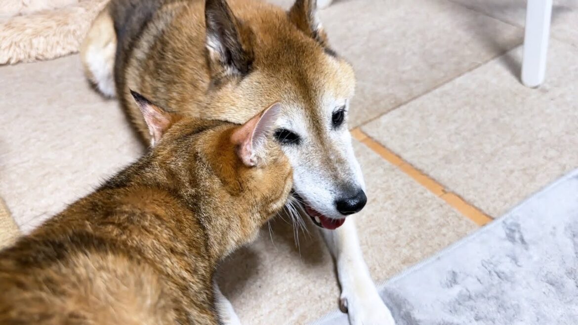 ずっと猫たちを支えてきた柴犬はこの距離感が好きなのです