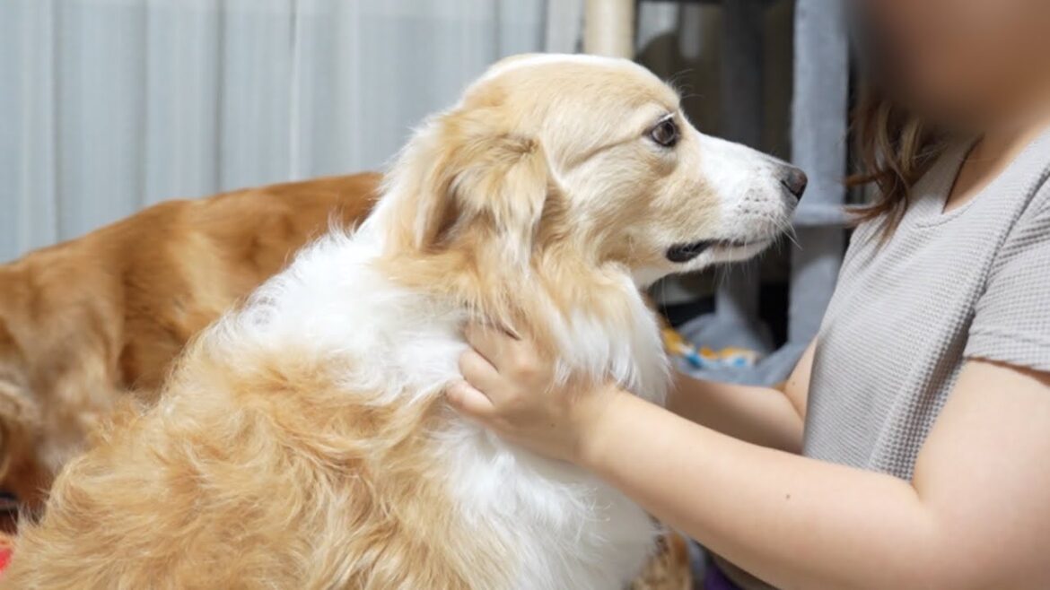 休日出勤をしたら犬が子供みたいに拗ねちゃいました...【ボーダーコリー】