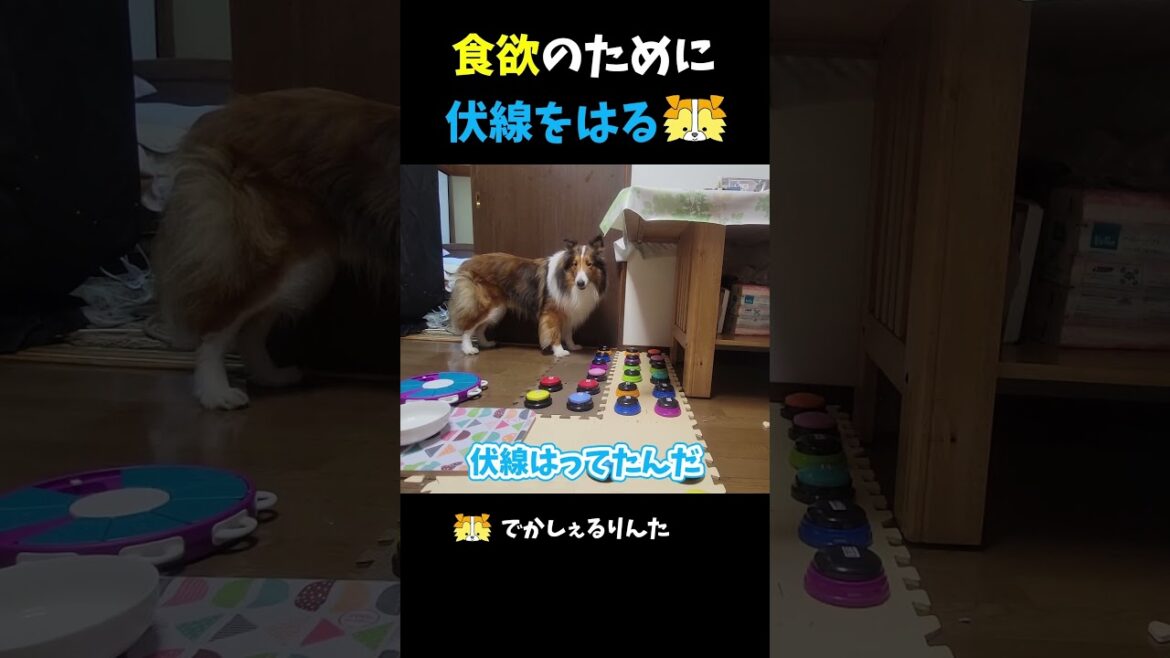 食欲のために伏線をはるシェルティ【会話ボタンでしゃべる犬】 #shorts #dog