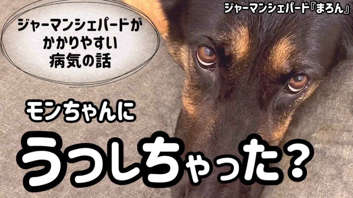 【ジャーマンシェパード】まろんの妹分モンちゃんも下痢😳移しちゃったかも😭シェパードがかかりやすいお腹の病気って? 【ジャーマンシェパード】まろんの妹分モンちゃんも下痢😳移しちゃったかも😭シェパードがかかりやすいお腹の病気って?