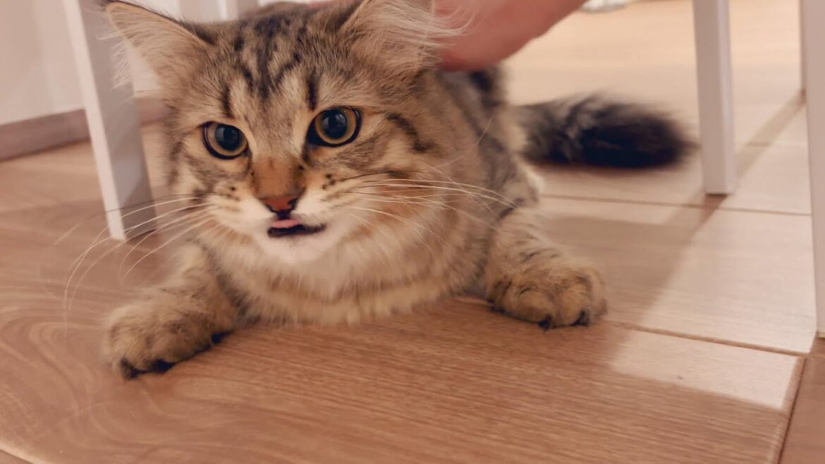 子猫が逆くしゃみをしてしまいました。すぐ元気になりました！【episode35】【サイベリアン】