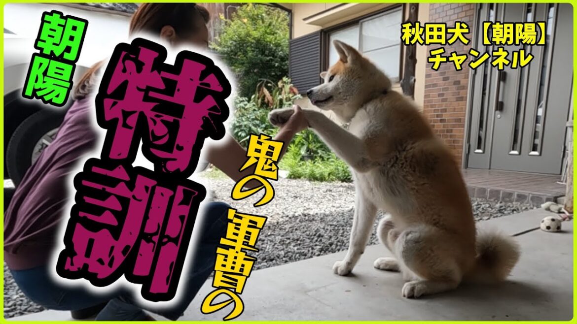 秋田犬【朝陽】チャンネル　朝陽、鬼の軍曹の特訓を受ける。