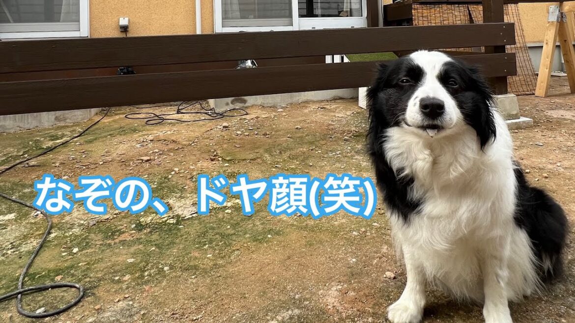 ソラ家 DIYでウッドデッキ作ってました #bordercollie #ボーダーコリー #diy