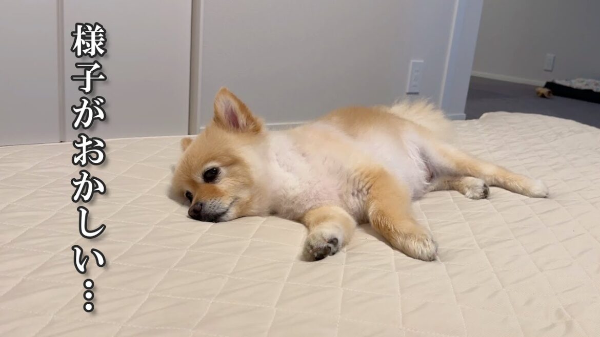 【ご報告】愛犬の体に異変が現れました。同じ症状の子がいましたら、情報提供お願いします…