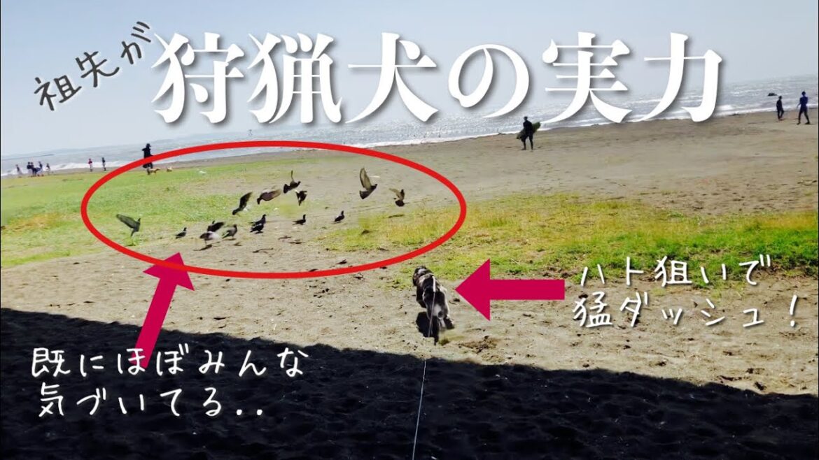 【いつものお散歩#10】ついに覚醒！？狩猟犬の実力　イングリッシュコッカースパニエル 「みみ」の気持ち