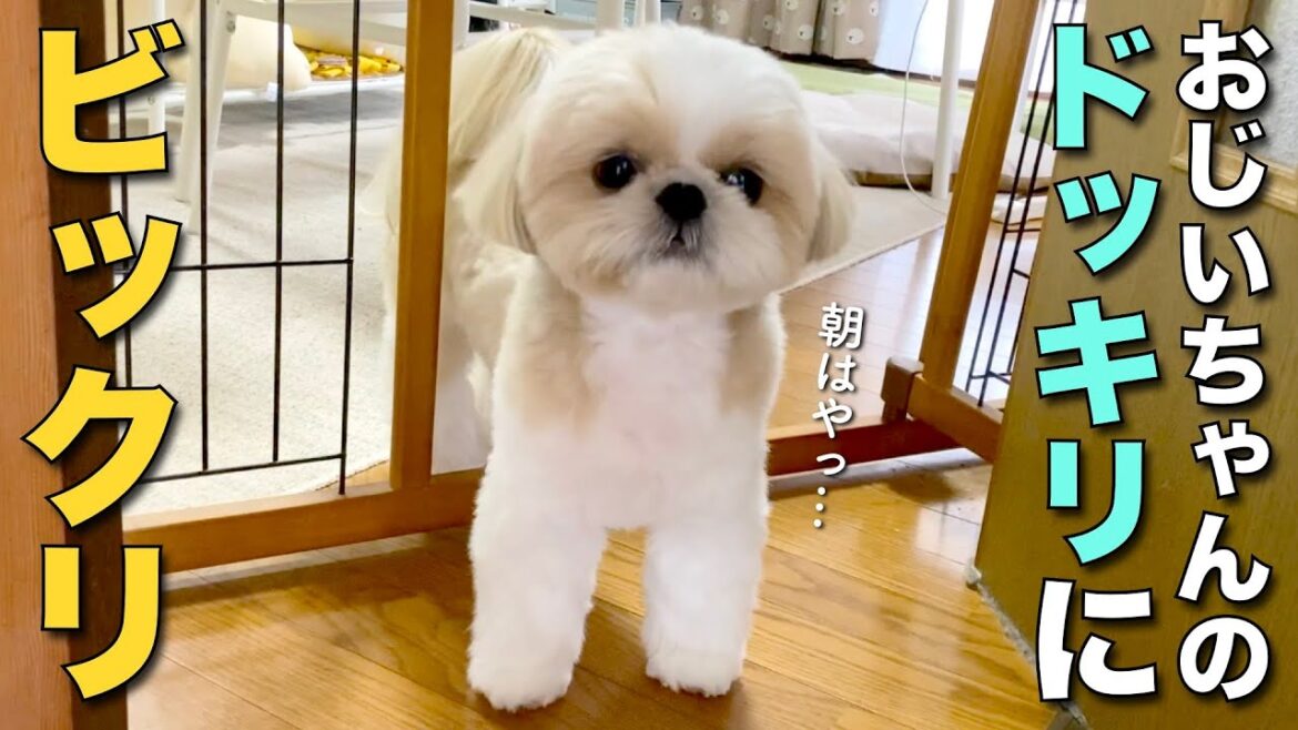 【シーズー】おじいちゃんのドッキリにビックリ！www【340】