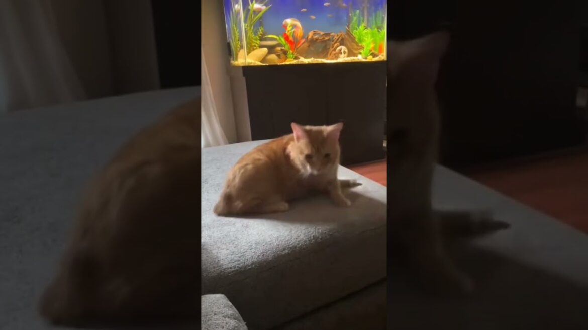 My cute Manx cat is watching fish and enjoying funny video #manx #catlover #funnycat #cute