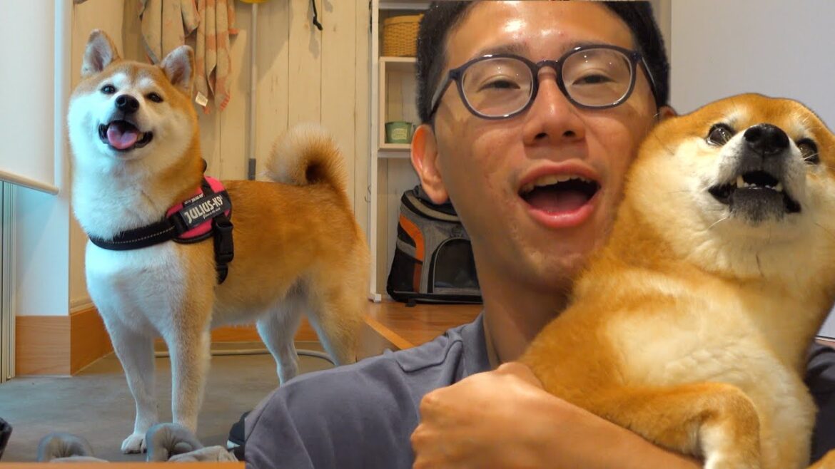実家の柴犬に異変？遊びに来てから起きた出来事に一同驚愕。