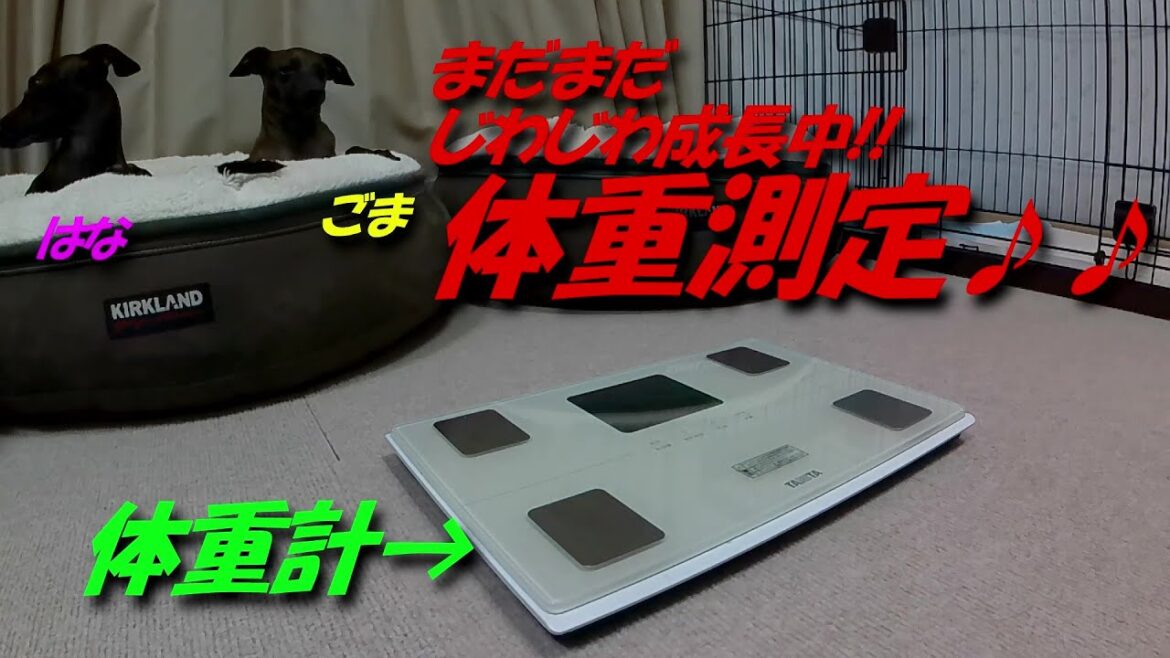 【イタグレ】ごま＆はな の体重測定♪ ごま△kgはな▲kg!! 過去イチ更新でまだまだじわっと成長中♪♪