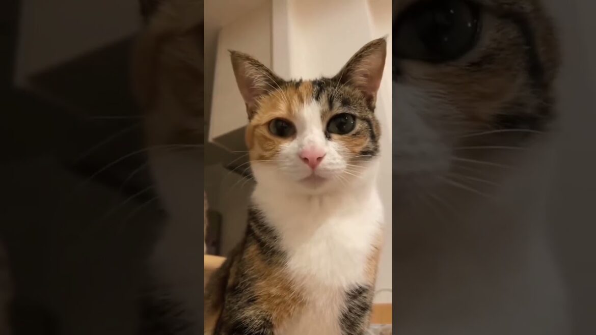Funny Cat Meows to Brighten Your Day cute cat #cat #manxcat #catfunny #meows