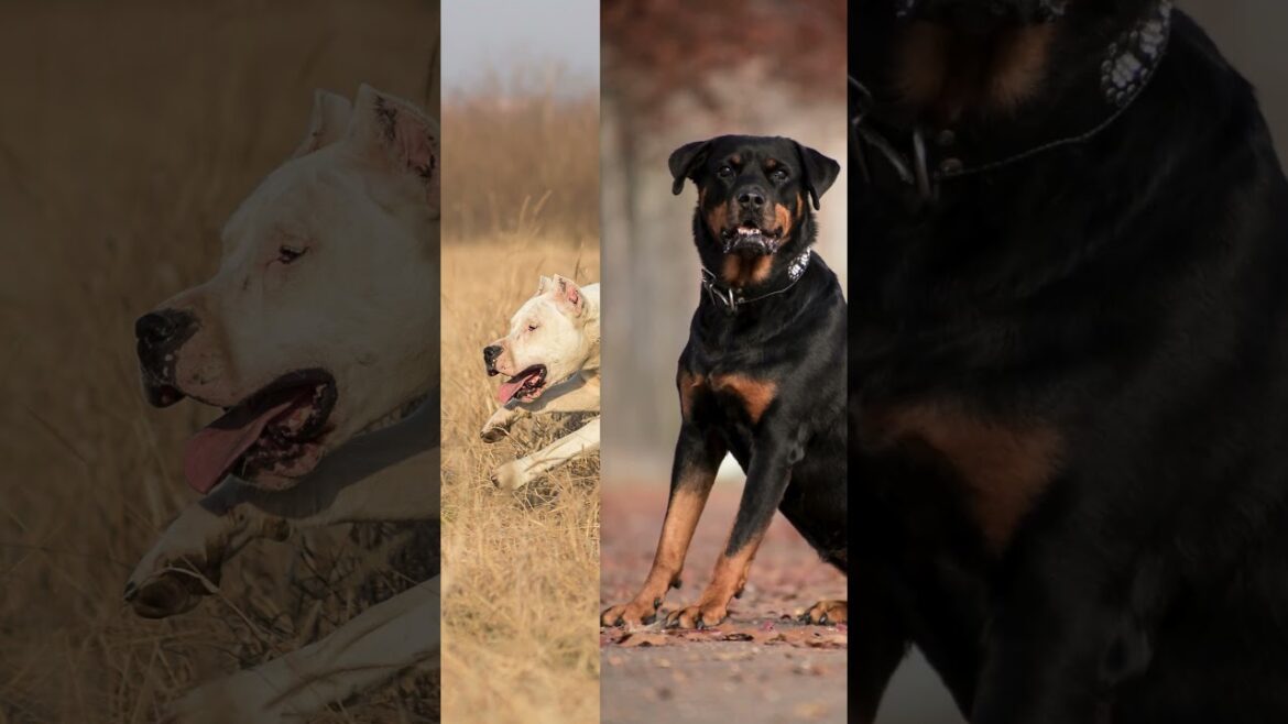 Top 10 TOUGHEST Dogs! #dogfacts