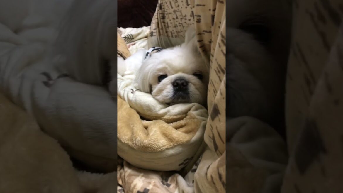 可愛い仔、見ぃつけた❤︎ #ペキニーズ #pekingese