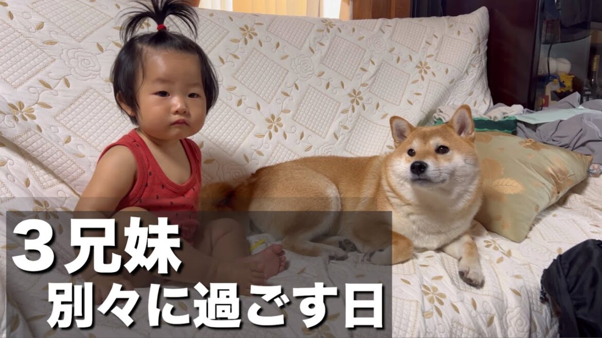 いつも一緒の３兄妹…が別々の日を過ごす。歓迎が激しい柴犬と１歳児