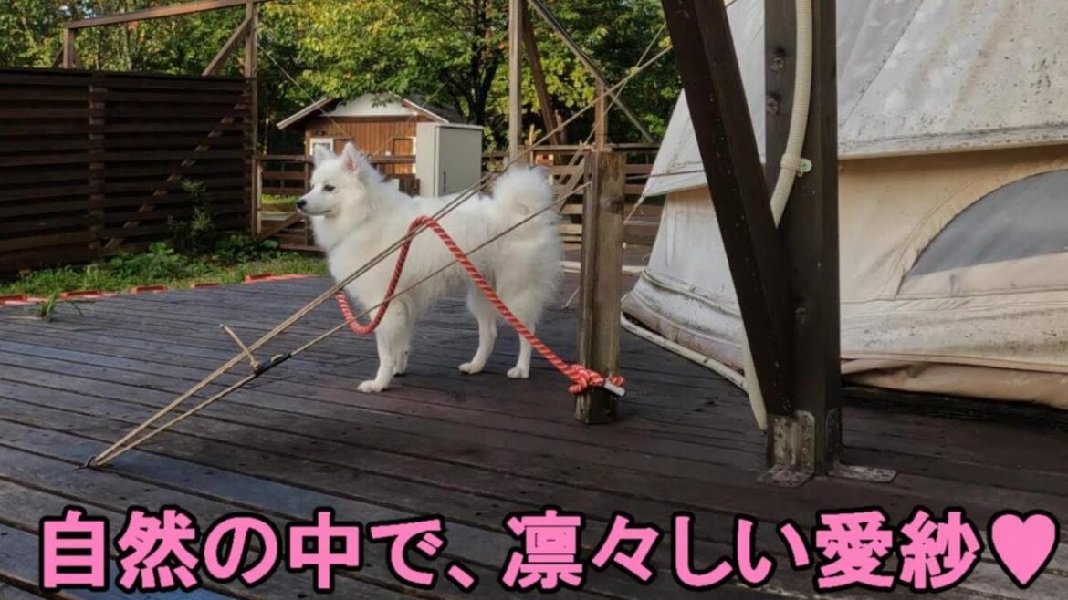 【日本スピッツ】エンゼルフォレスト2日目！